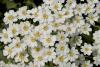 Achillea ageratifolia - řebříček nestařcolistý