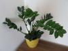 Zamioculcas zamiifolia - zamiokulkas
