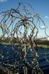 Salix caprea 'Curly Locks' - vrba jíva (PROVOBIS)