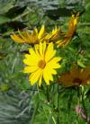 Helianthus tuberosus - slunečnice topinambur