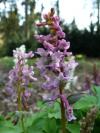 Corydalis - dymnivka (PROVOBIS)