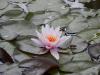 Nymphaea - leknín