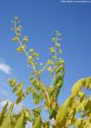 Koelreuteria paniculata 'Coral Sun' ® - svitel latnatý