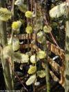 Salix caprea 'Kilmarnock' - vrba jíva