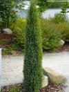 Juniperus communis 'Arnold' - jalovec obecný