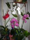 Orchideje potřebují světlo, vzduch a lásku