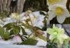 Čemeřice - Helleborus
