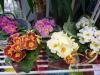 Rychlené rostliny - volání jara: Primula - prvosenka