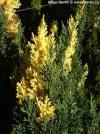 Juniperus chinensis 'Stricta Variegata' - jalovec čínský