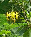 Caesalpinia - sapan