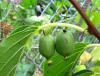 Kiwi - jak uspíšit zrání