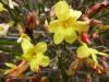 Jasminum nudiflorum - jasmín nahokvětý