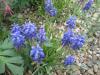 Muscari armeniacum - Modřenec arménský