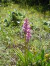 Orchideje na zahradě: Prstnatec pleťový - Dactylorhiza incarnata