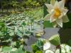 Nelumbo nucifera - lotos ořechonosný