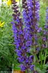 Salvia x sylvestris 'Mainacht' - šalvěj
