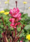 Gaura lindheimeri 'Gambit rose' - gaura, svíčkovec