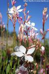 Gaura lindheimeri 'Summer breeze' - gaura, svíčkovec
