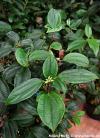 Viburnum cinnamomifolium - kalina skořicová