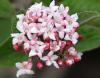 Viburnum carlesii - kalina Carlesiova