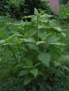 Helianthus tuberosus: Rostlina 23.8. 2010 /výška 60-70 cm/