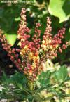 Mahonia 'Cabaret' - mahónie
