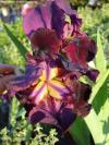 Iris 'Napoleone' - kosatec německý, hybridní