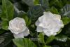 Gardenia jasminoides - gardénie