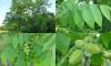 Juglans cinerea - ořešák popelavý