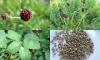 Sanguisorba officinalis - krvatec toten