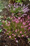 Calluna vulgaris - vřes obecný