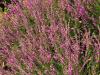 Calluna vulgaris 'Adrie' - vřes obecný