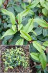 Viburnum davidii 'Angustifolia' - kalina Davidova