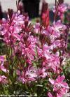 Gaura lindheimeri 'Geyser Pink' - gaura, svíčkovec