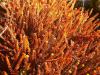Empetrum nigrum 'Bernstein' - šicha obecná