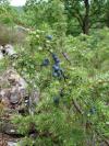 Juniperus communis - jalovec obecný