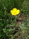 Ranunculus illyricus - pryskyřník ilyrský