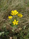 Ranunculus bulbosus - pryskyřník hlíznatý