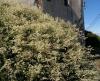 Polygonum aubertii - rdesno ovíjivé, opletka