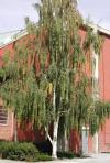 Betula pendula 'Gracilis' - bříza bělokorá