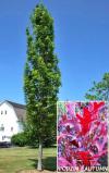 Quercus palustris 'Green Pillar' - dub bahenní