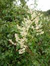 Fallopia aubertii - opletka čínská
