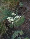 Saxifraga paniculata - lomikámen vždyživý