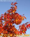 Quercus rubra - dub červený