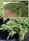 Juniperus communis 'Green carpet' - jalovec obecný
