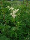 Filipendula ulmaria - tužebník jilmový