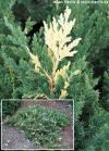 Juniperis chinensis 'Expansa variegata' - jalovec čínský