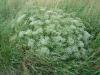 Falcaria vulgaris - srpek obecný