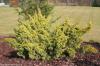 Juniperis chinensis 'Plumosa aurea' - jalovec čínský