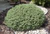 Hebe topiaria - hebe